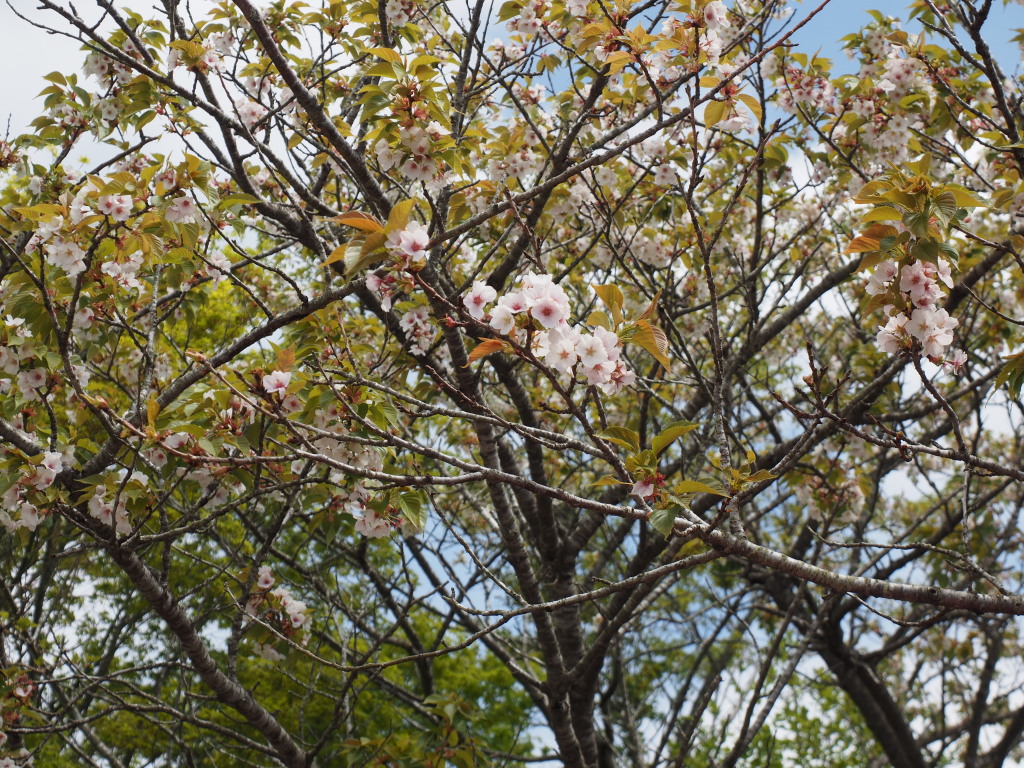 5/5 �R���΂̍�