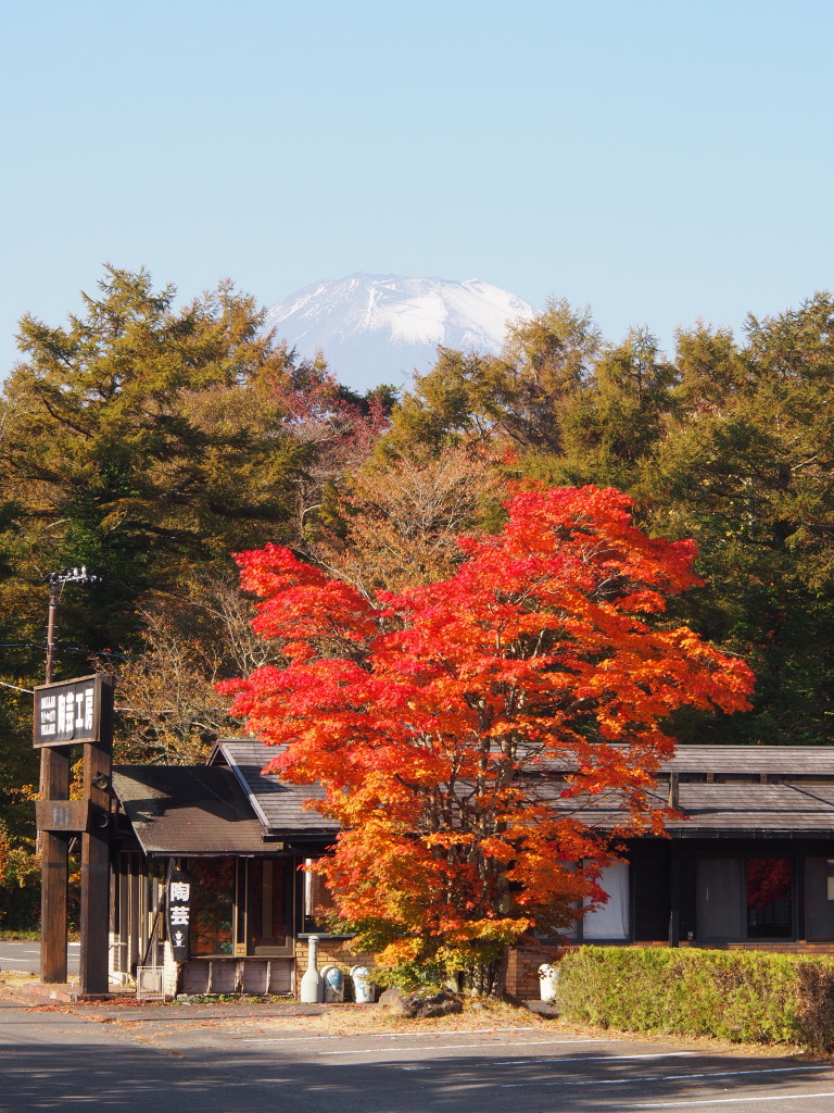 10/24 �g�t�ƕx�m�R