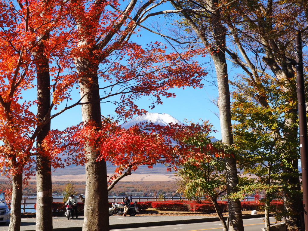 11/4 �g�t�ƕx�m�R