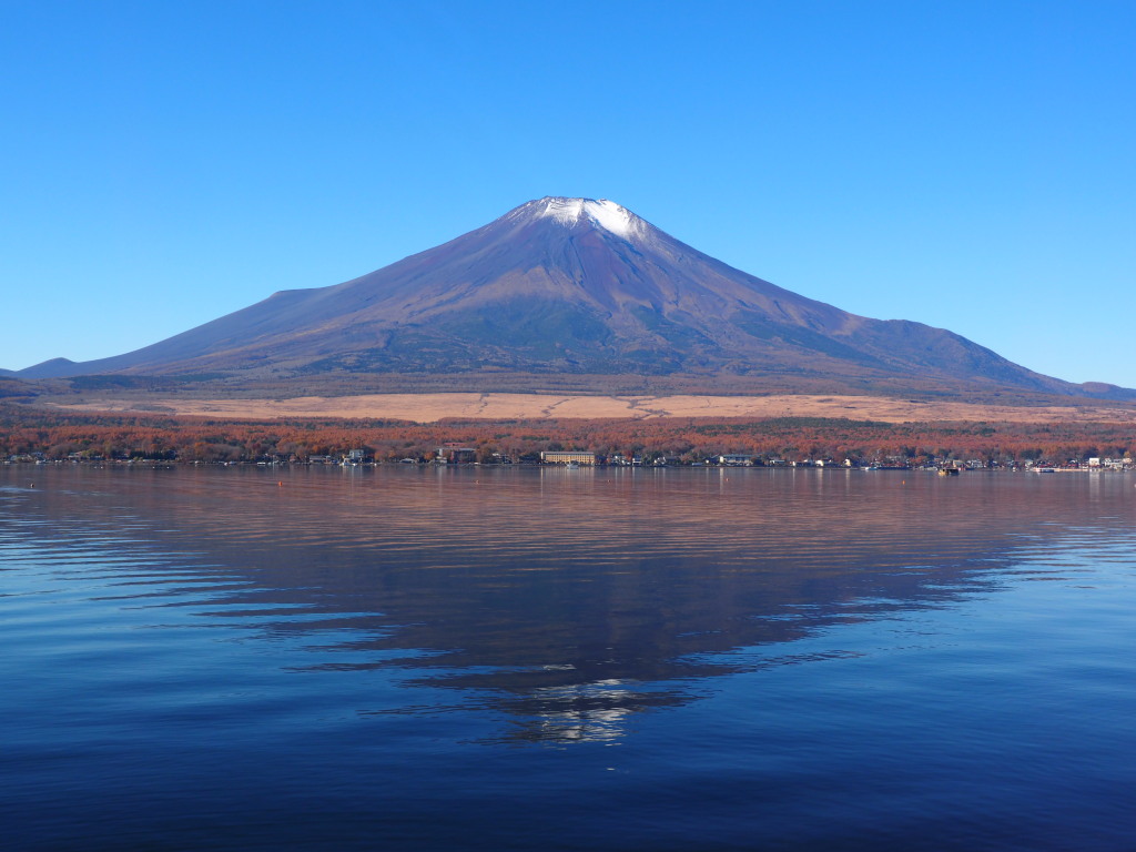 11/6 �����������x�m�R