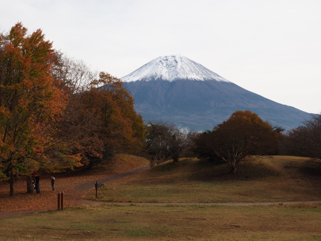 11/24 �g�t�ƕx�m�R