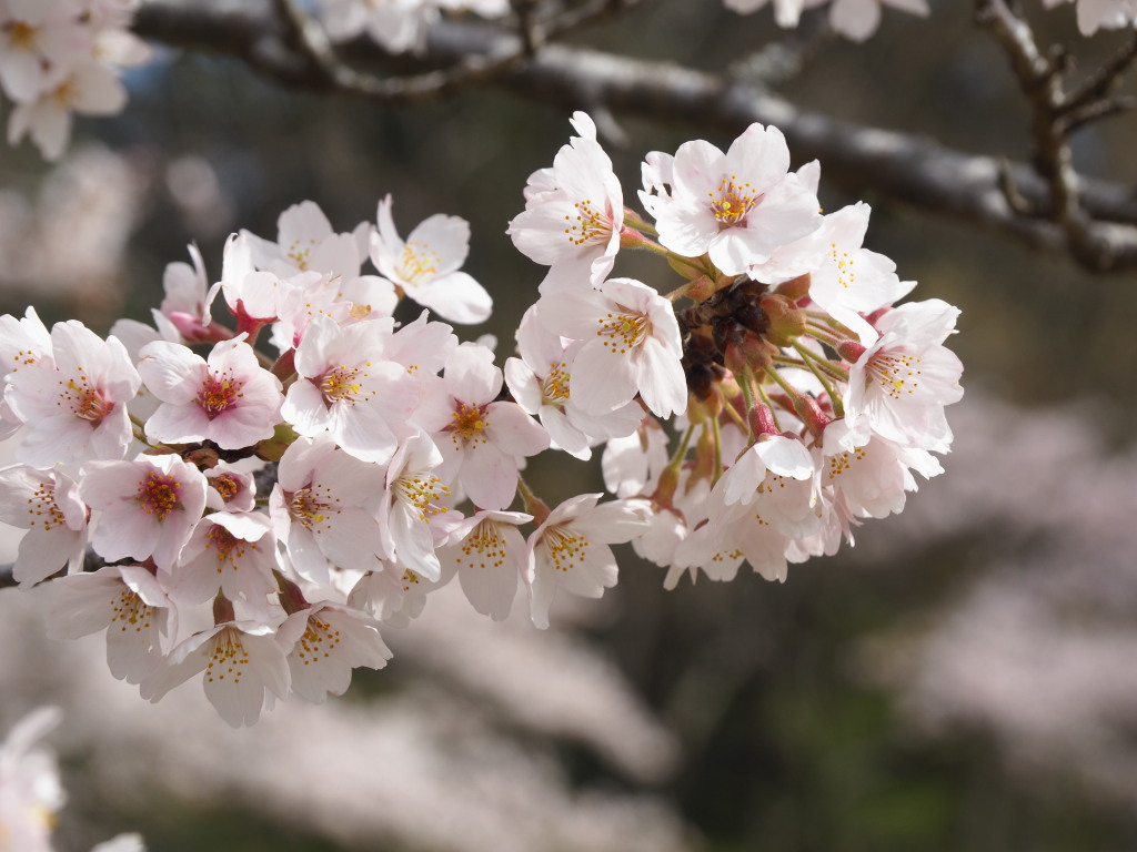 4/11 ���J�̍�