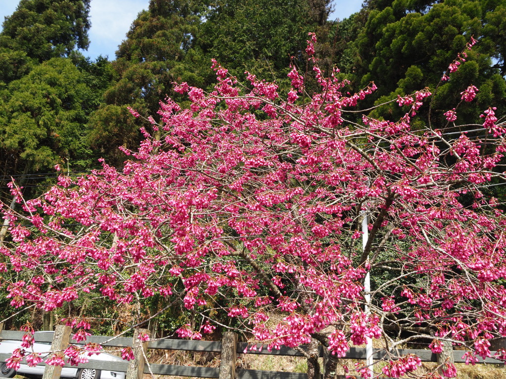 4/11 �~�c�o��