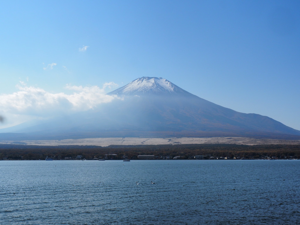 11/6 ���r����̕x�m�R