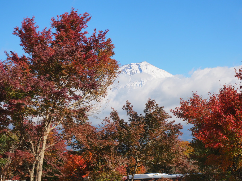 11/12 �g�t�ƕx�m�R