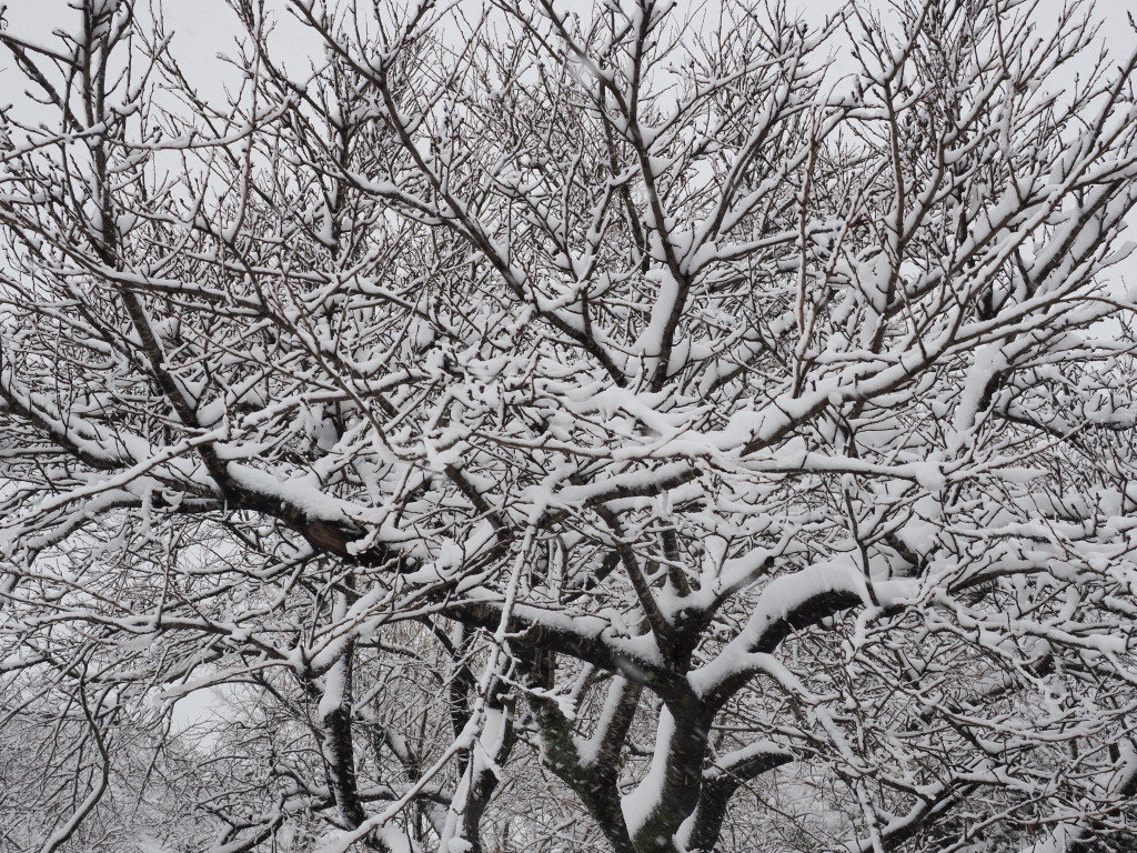 11/24 ���������̏���