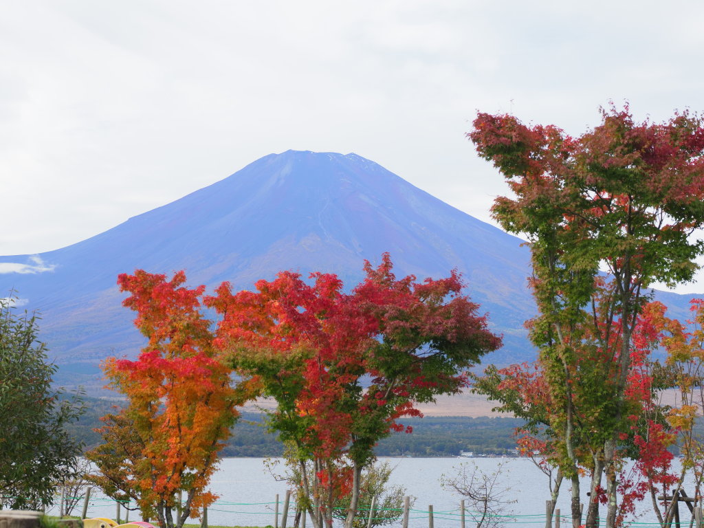 10/24 �g�t�ƕx�m�R