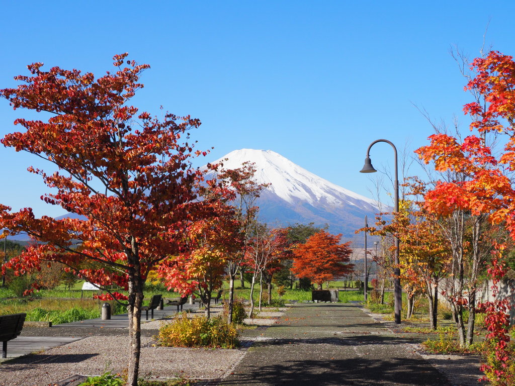 10/26 �g�t�ƕx�m�R