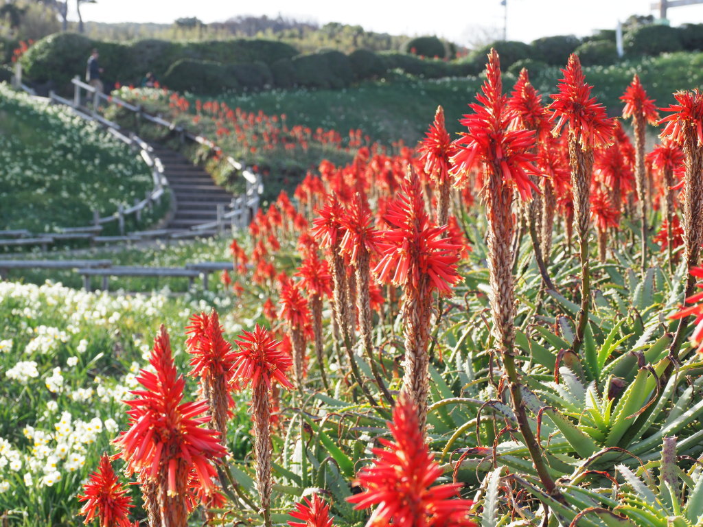 1/18 �A���G�̉�