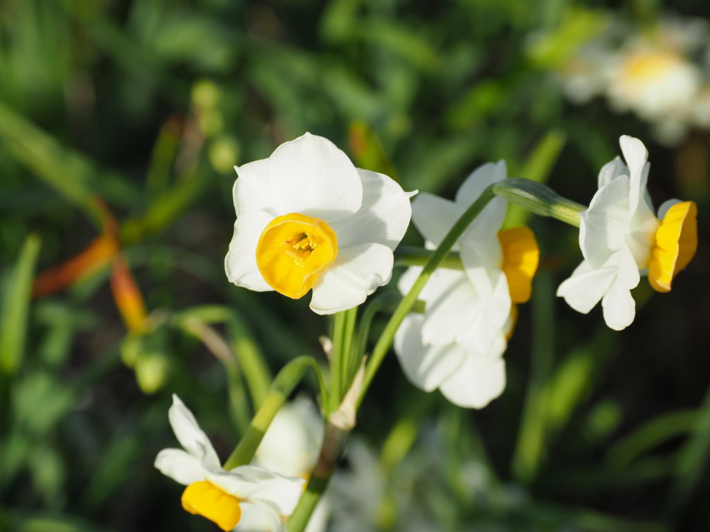 1/18 ���Ȑ���