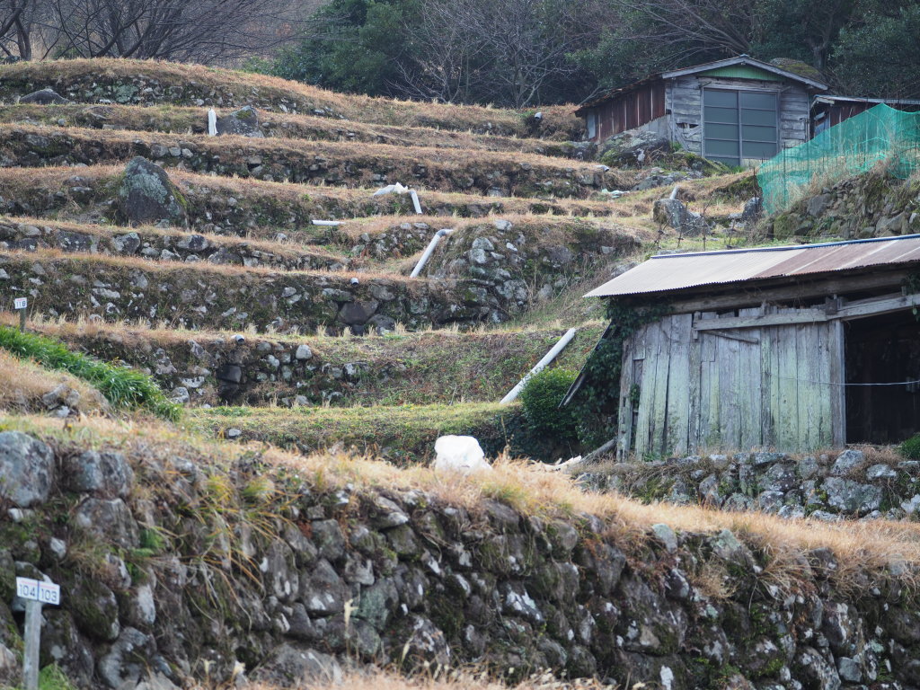 1/19 �Ε��̒I�c