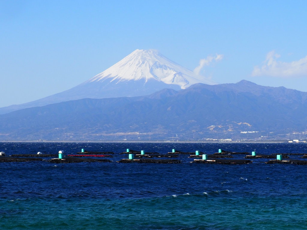 2/11 �T�U���r�[�`����̕x�m�R