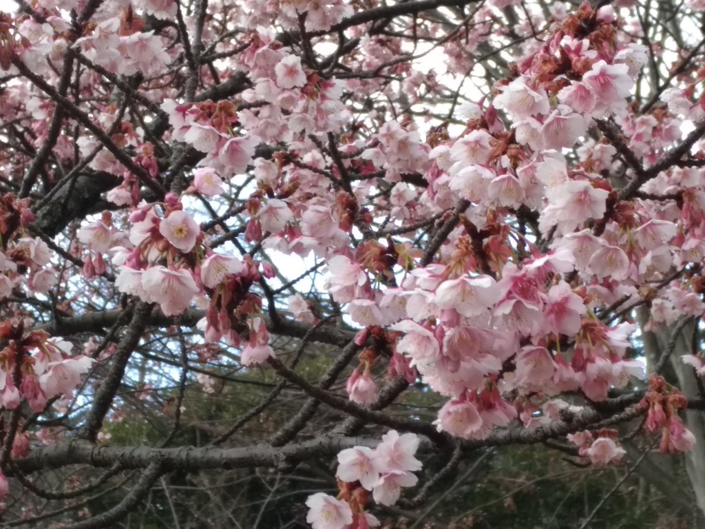 1/26 �M�C�����J