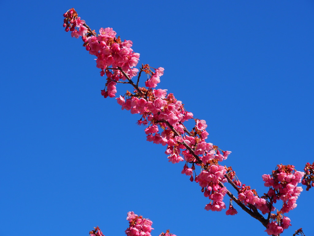 1/27 �V�ɂ͂΂����y���