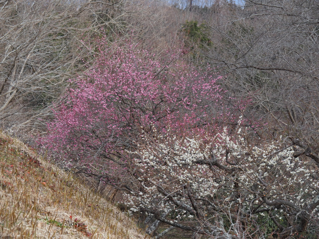 1/30 ��؎R�̔~