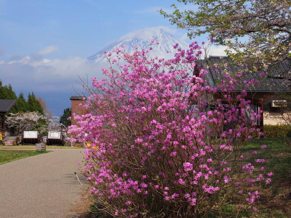 4/18 �~�c�o�c�c�W���J