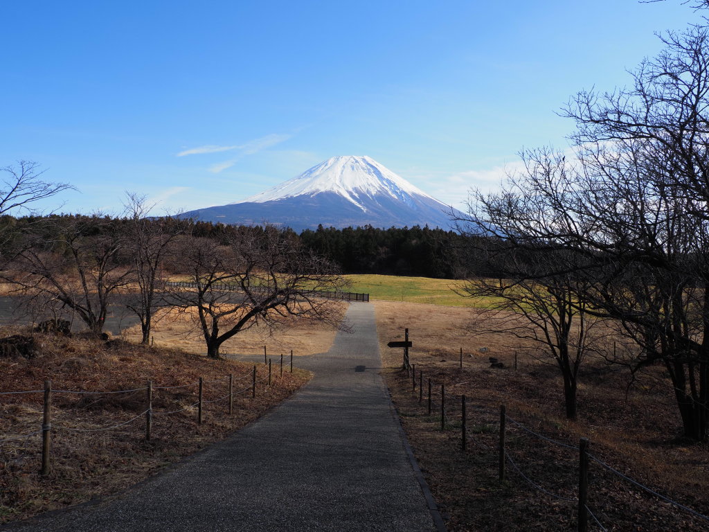 1/11 ������������̕x�m�R