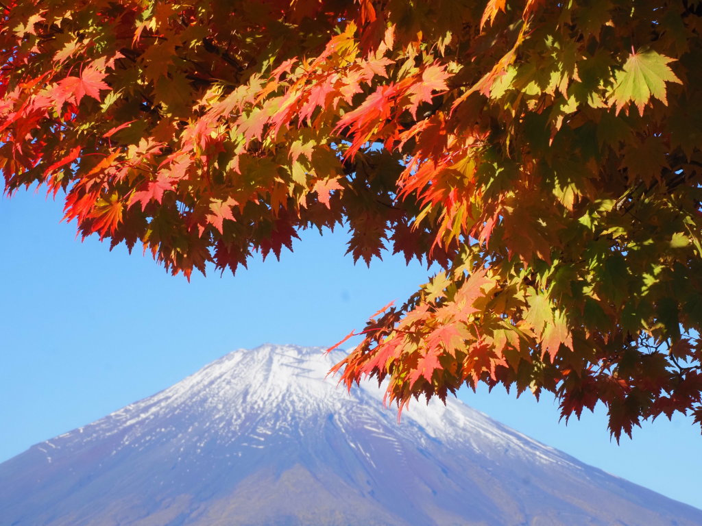 10/25 �g�t�ƕx�m�R