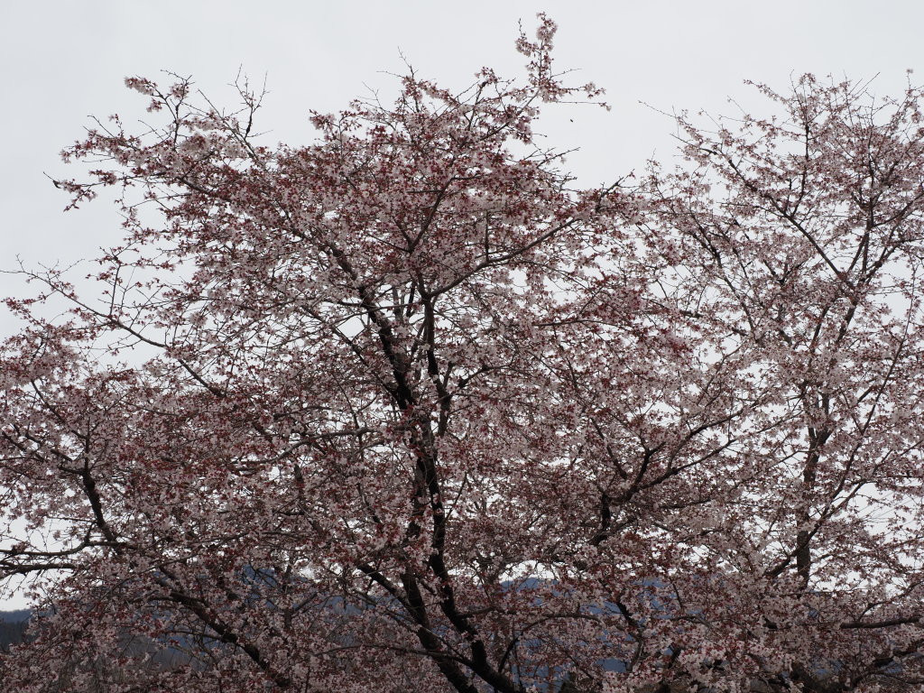 3/25 ���J��