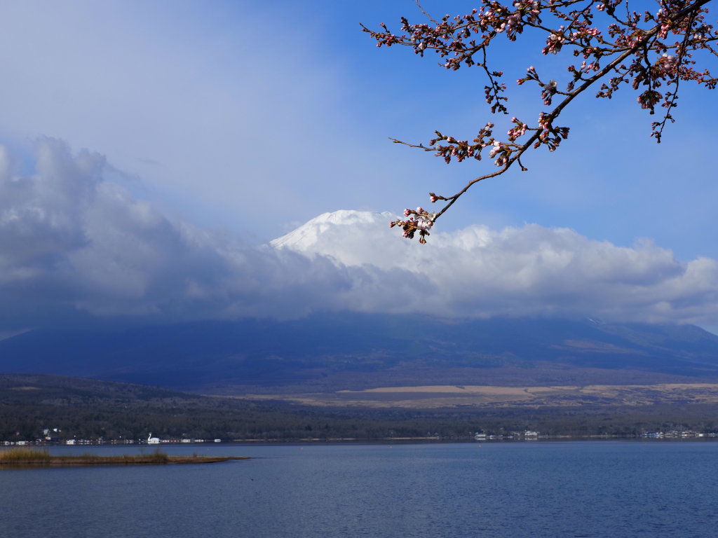 4/8 ���ƕx�m�R