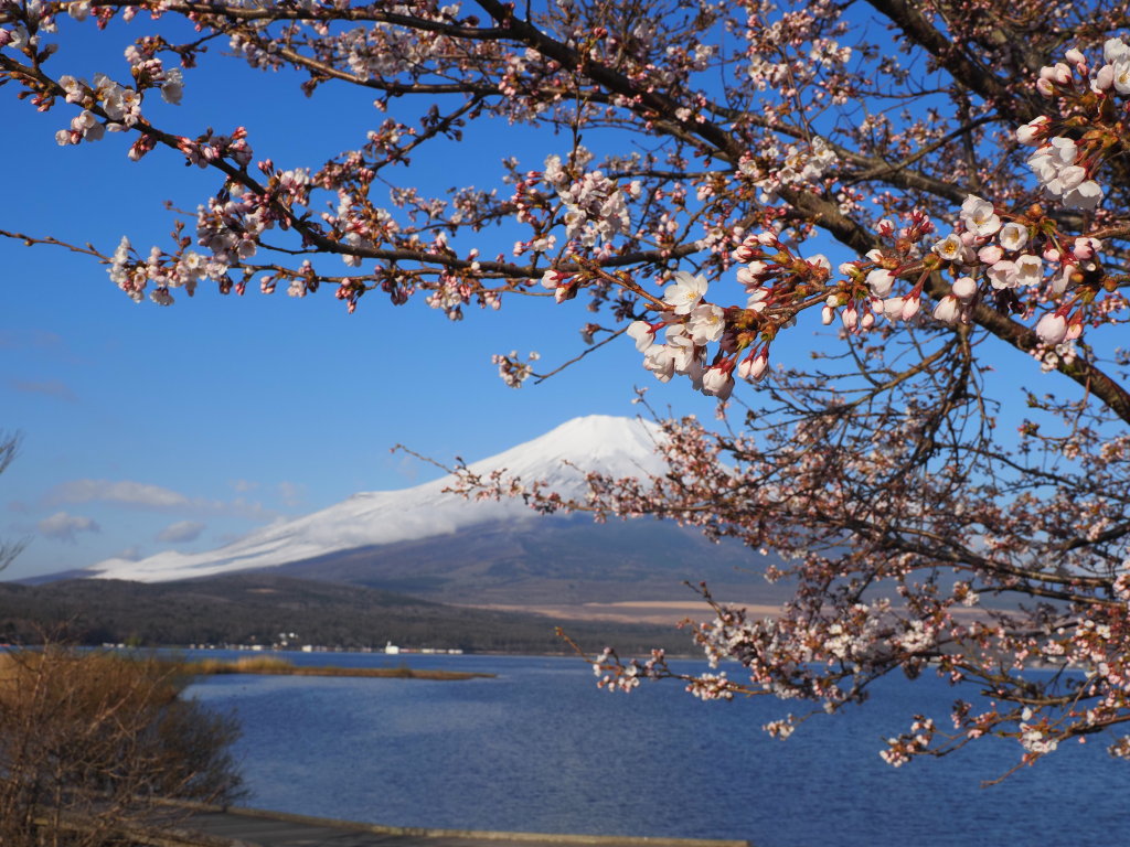 4/10 ���ƕx�m�R(2)