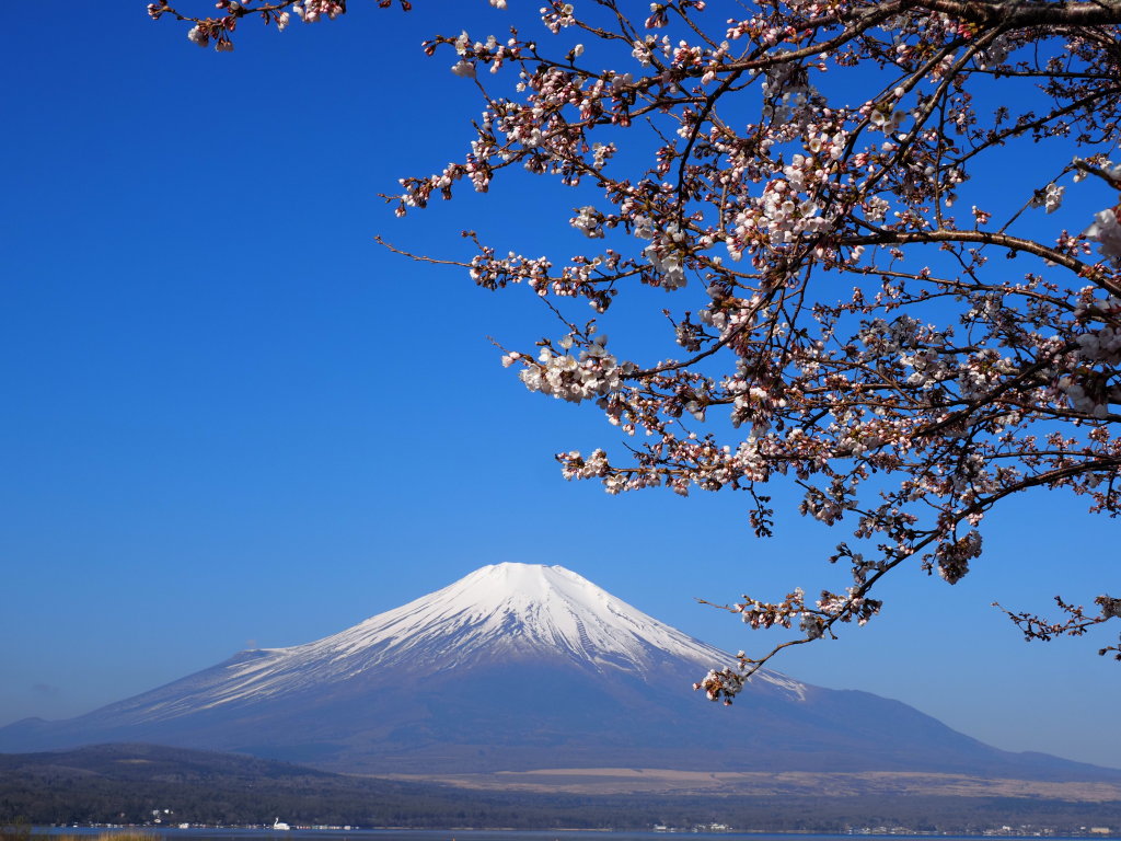 4/11 ���ƕx�m�R