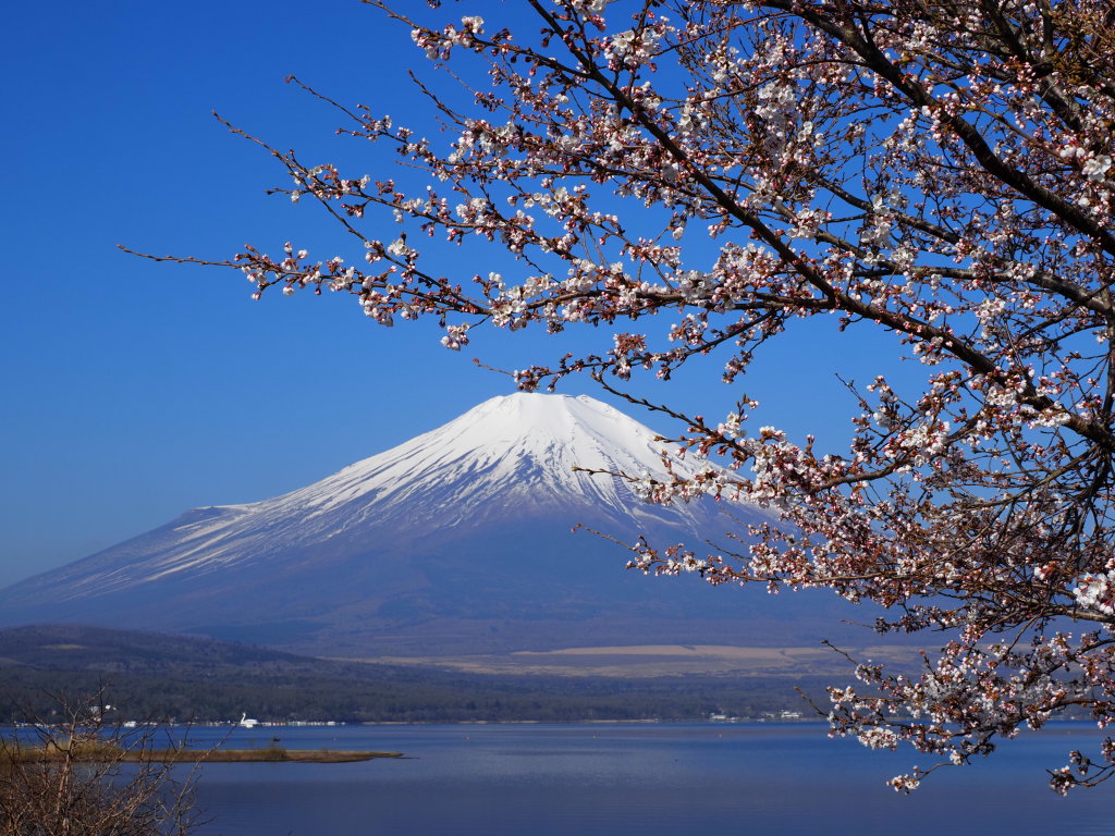 4/11 ���ƕx�m�R(2)