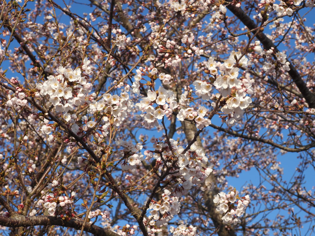 4/12 �����J