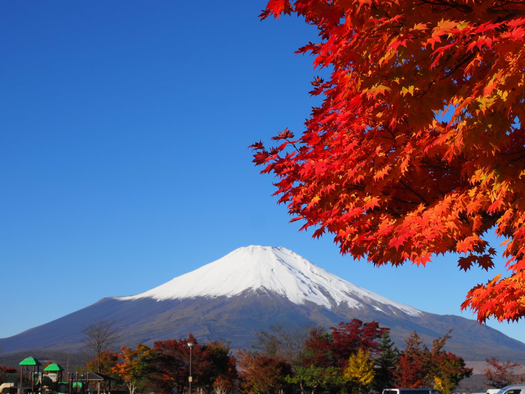 10/29 �g�t�ƕx�m�R