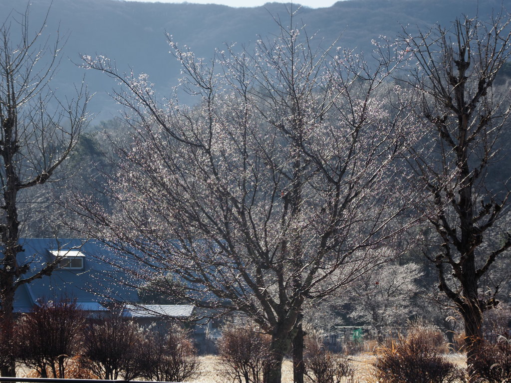 12/15 �U���̓r��(3)