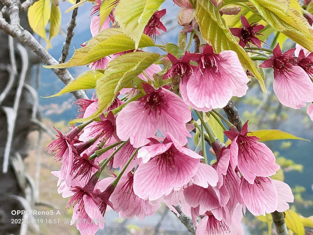 4/19 �����J