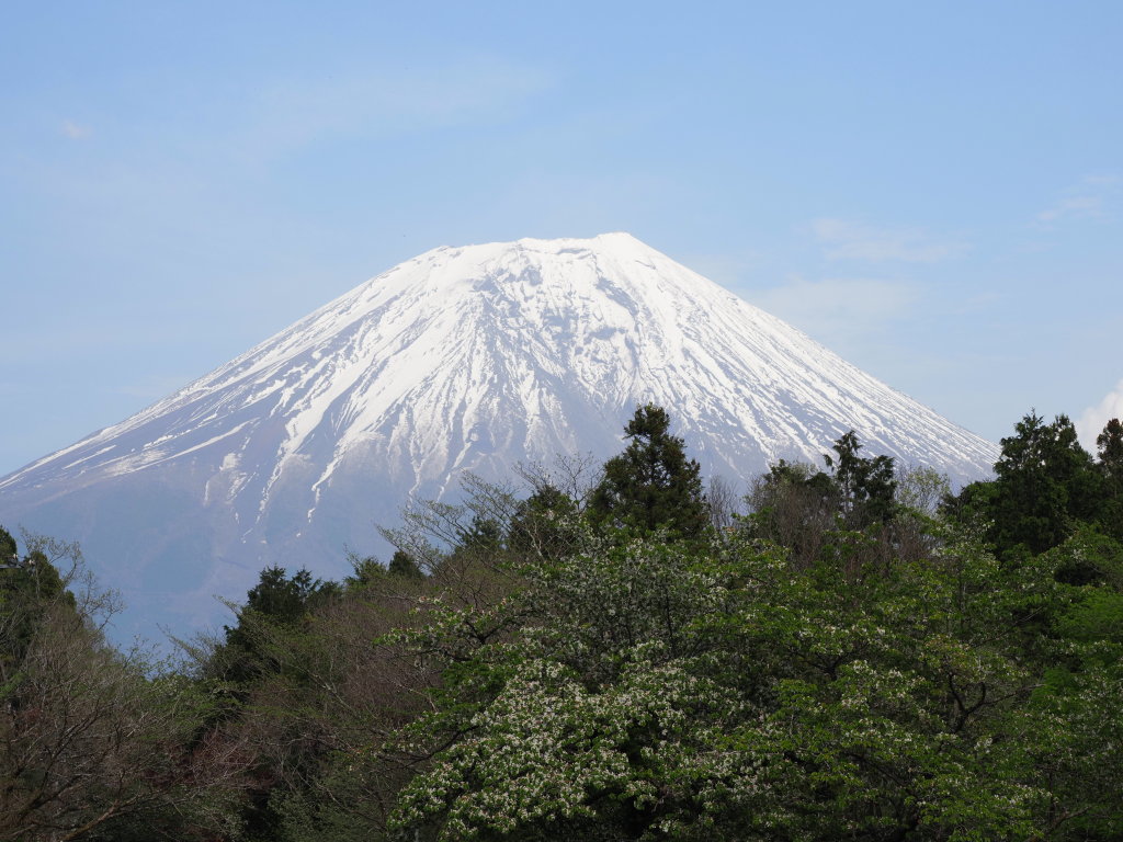 4/23 ���V������̕x�m�R