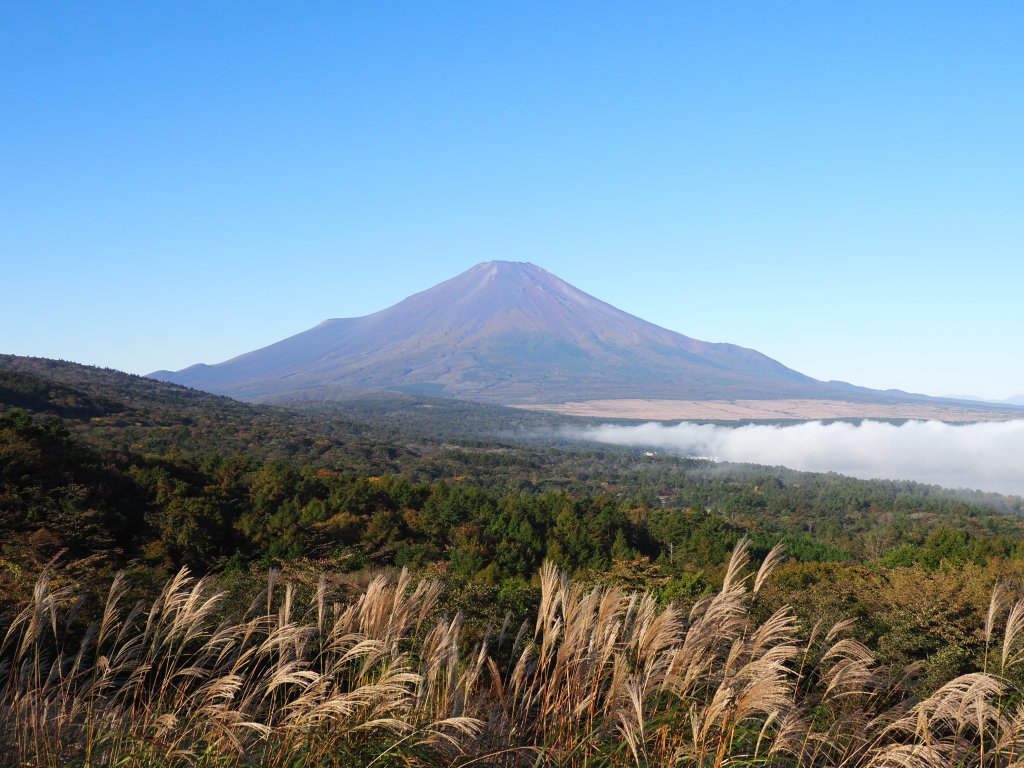 10/21 �X�X�L�ƕx�m�R