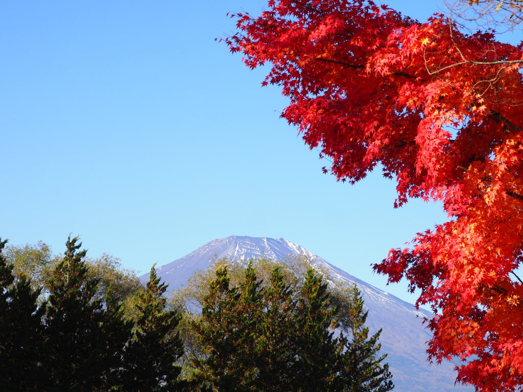 11/10 �g�t�ƕx�m�R