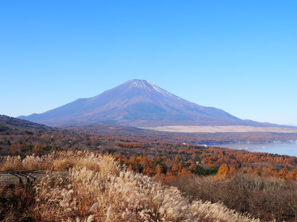 11/11 �p�m���}��̕x�m�R