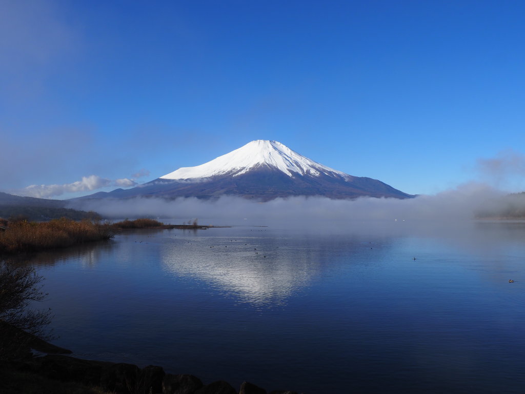 11/25 ��̋t���x�m�R