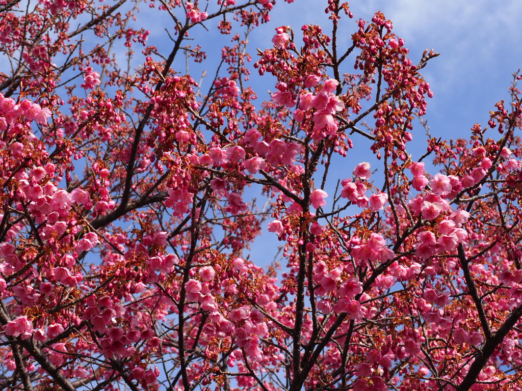 2/1 �y���(2)