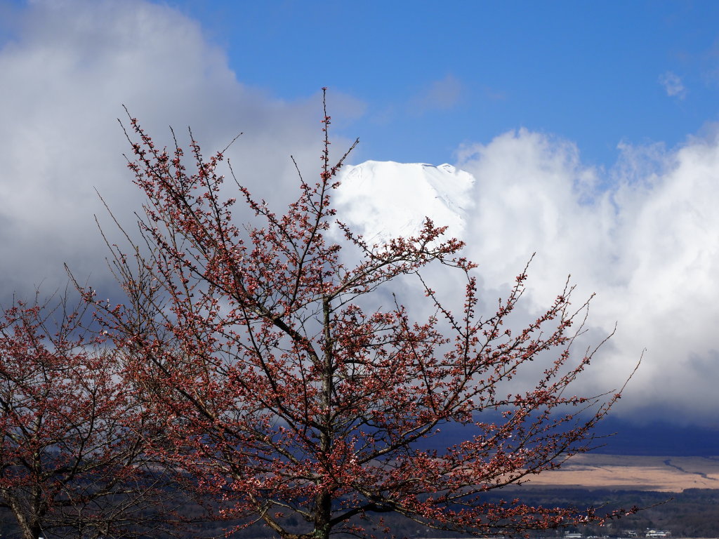 4/8 ���ƕx�m�R