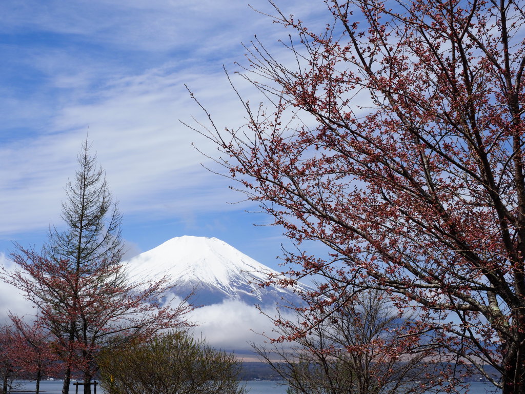 4/8 ���ƕx�m�R