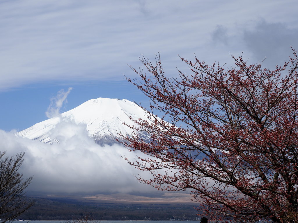 4/8 ���ƕx�m�R(2)