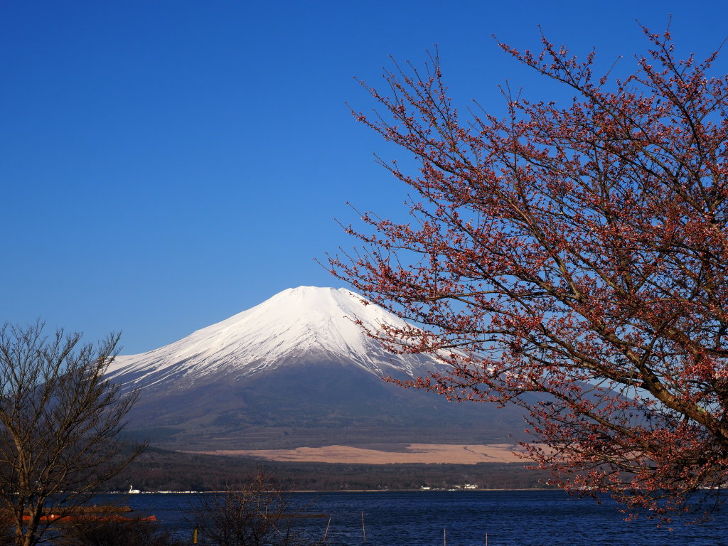 4/9 ���ƕx�m�R