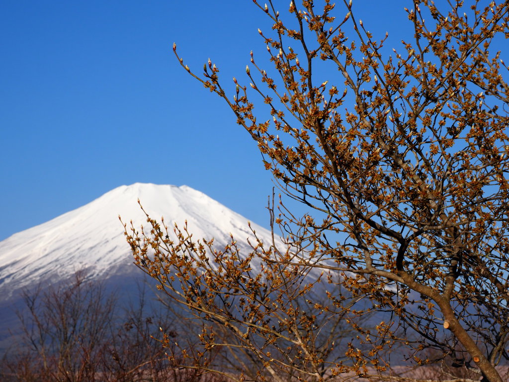 4/9 ���E�o�C�ƕx�m�R