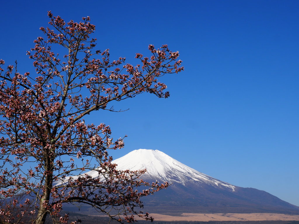 4/9 ���ƕx�m�R(2)