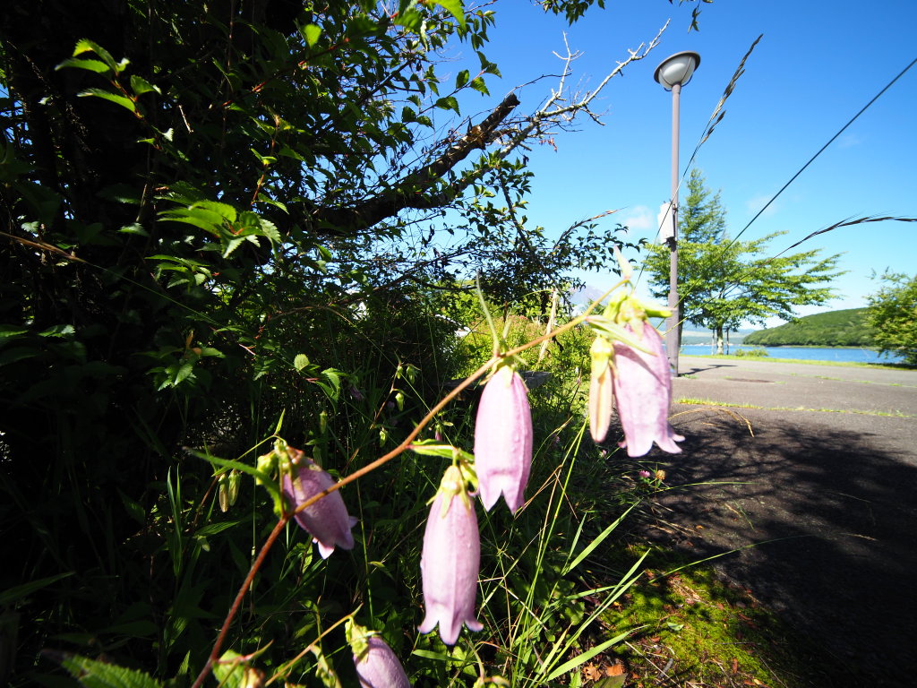 7/6 �z�^���u�N��