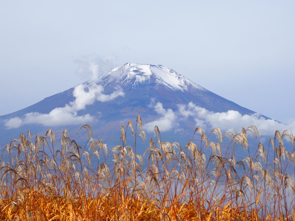 10/25 �X�X�L�ƕx�m�R