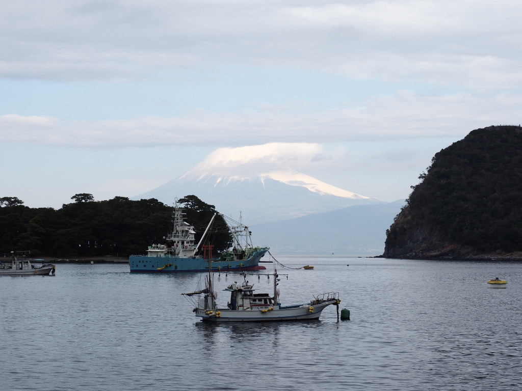 1/31 ��l�`����̕x�m�R