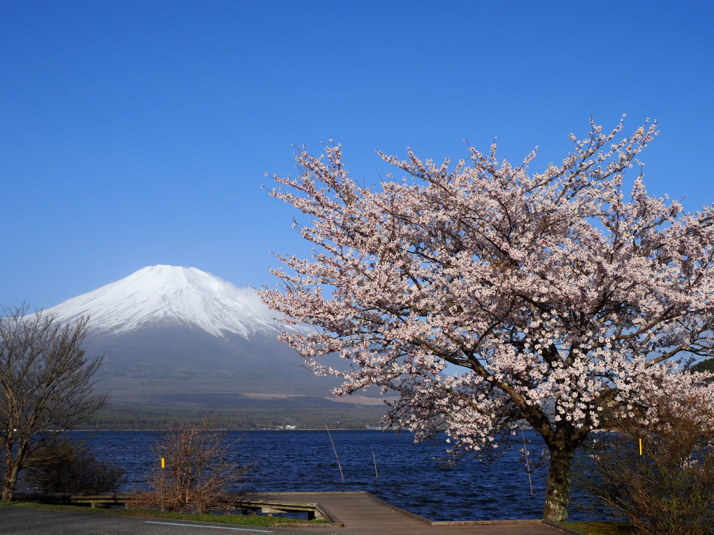 4/19 ���ƕx�m�R(3)