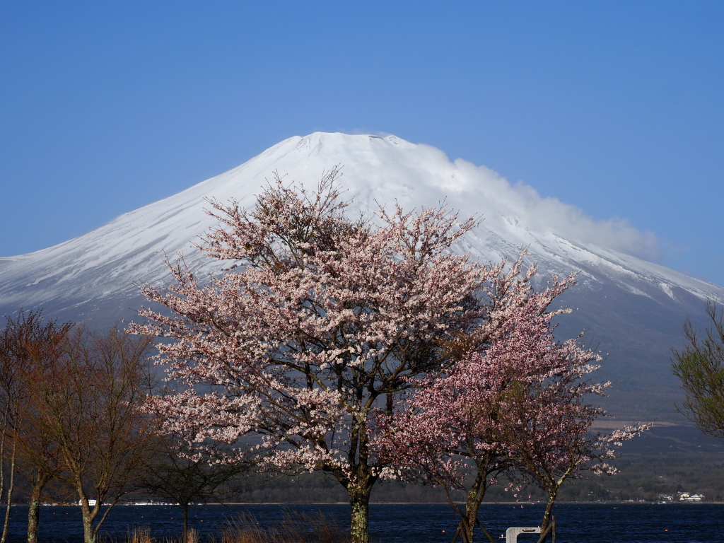 4/19 ���ƕx�m�R(4)