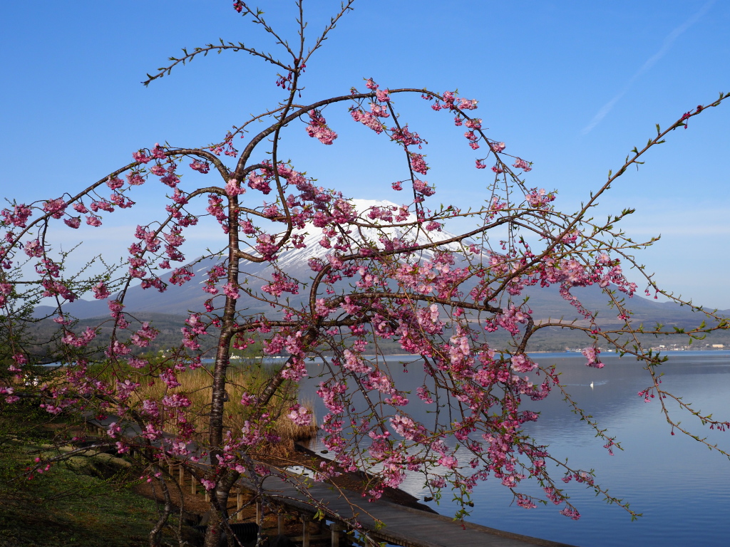 4/20 ��������Ƌt���x�m