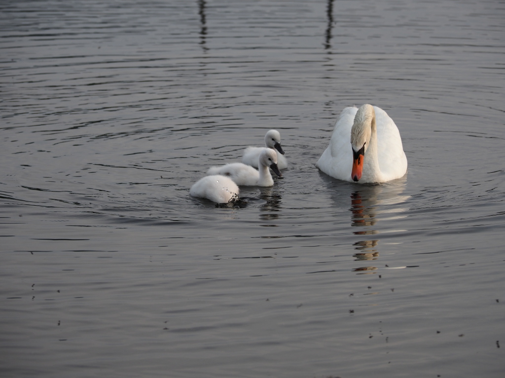 6/8 �����̐e�q